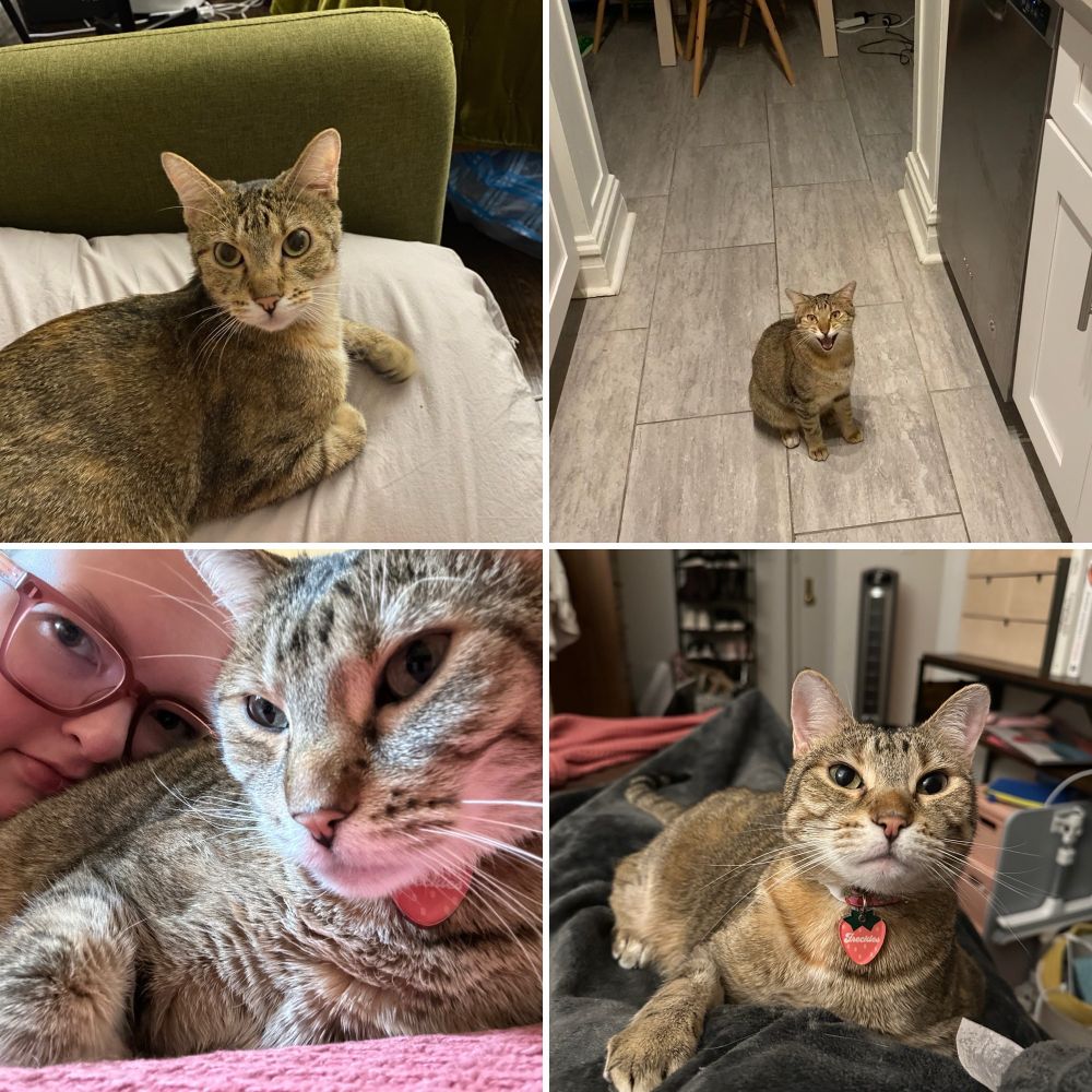 Four images of a tabby cat named Freckles. In the top left, she is lying down on a grey pillow. She is quite small. In the top right, she is sitting on the kitchen floor with her mouth open like she is yelling. In the bottom left, she is grown up and wearing a strawberry collar. Cassie, a brunette woman with glasses, is peering over from behind Freckles. In the bottom right, Freckles is lying down with a paw out, looking at the camera. 
