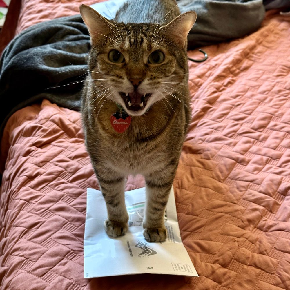 Freckles, a brown tabby cat, is standing on a pink bedspread with her front paws on a sealed early voting ballot envelope. Her mouth is open, like she is talking to the screen. She is also wearing a pink strawberry collar charm. 