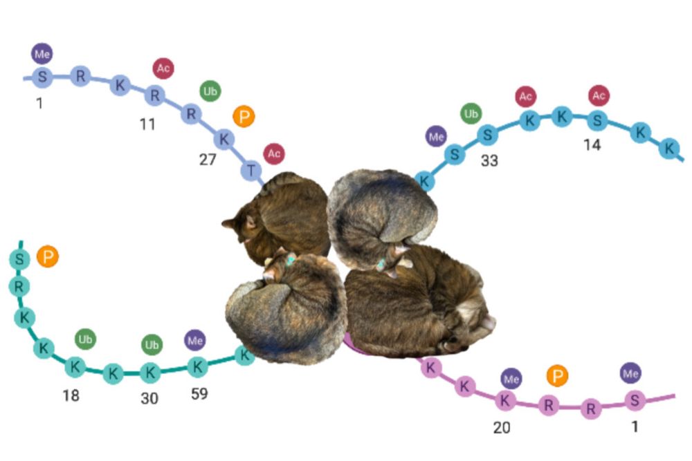 A schematic of the nucleosome, but the core histone proteins are replaced with four tabby cats in circular formation. The histone tails are represented by lines coming out of each histone or tabby cat, with letters indicating the amino acids and their modifications. 