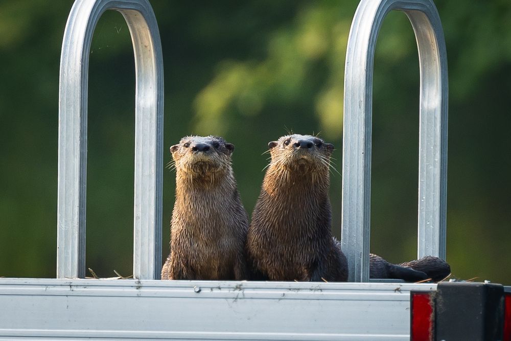 Two otters sitting on a metal raft on a lake. 