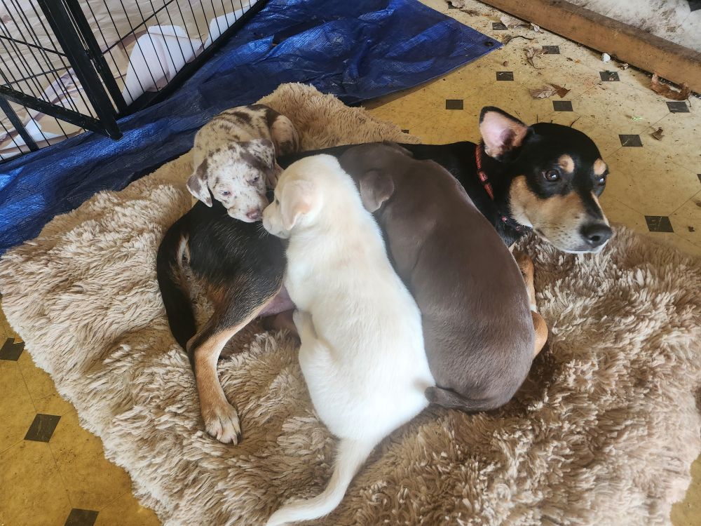 Black and tan terrier with 3 pups laying on her. 