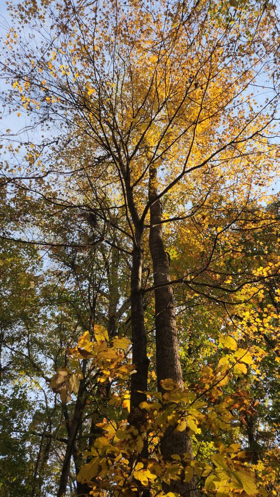 Yellow oak tree in the morning woods