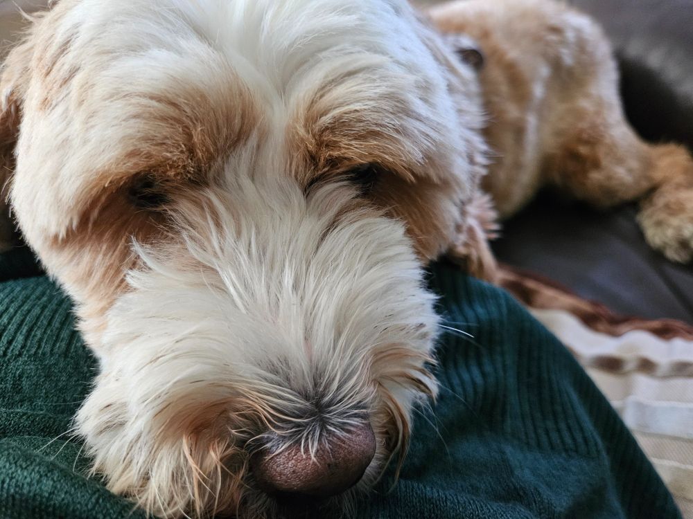 grumpy-looking cockerpoo