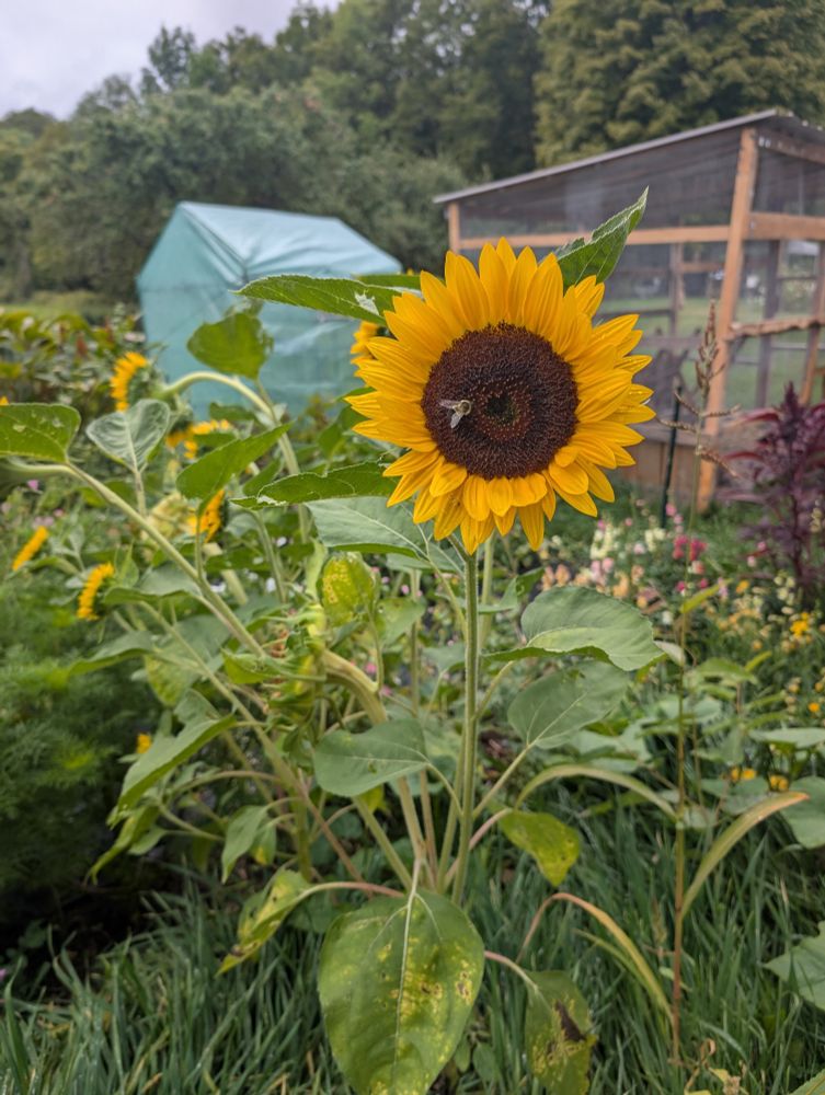 Sunflower.