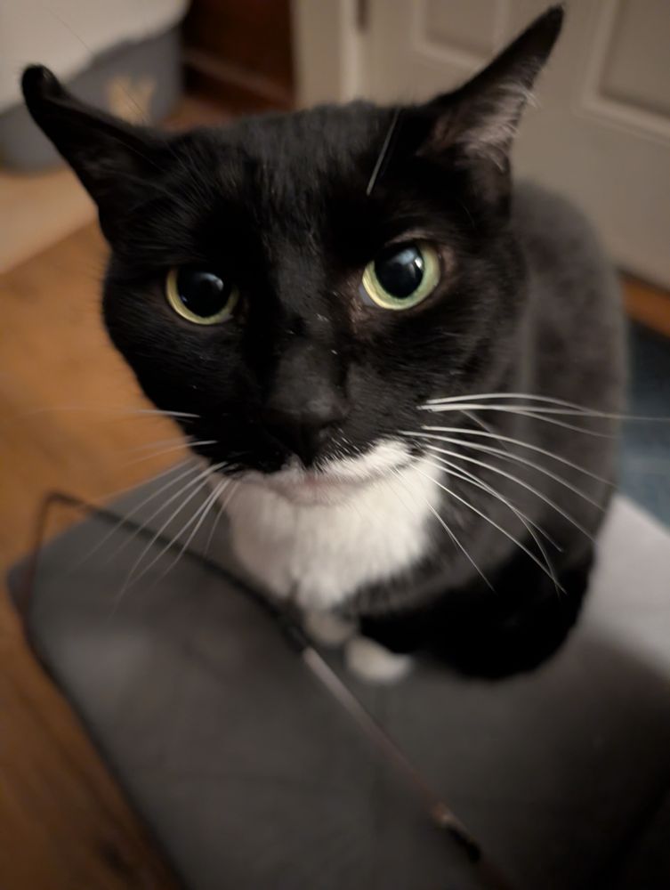 Ruby looking earnest.

She's a spunky tuxedo who misses her bonded mate, Pinky Earl.