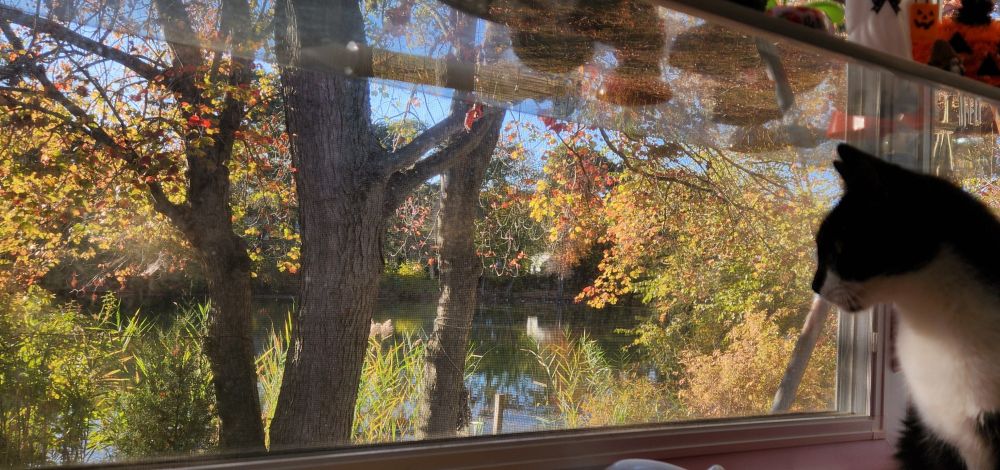 Cat looking out winder over lake