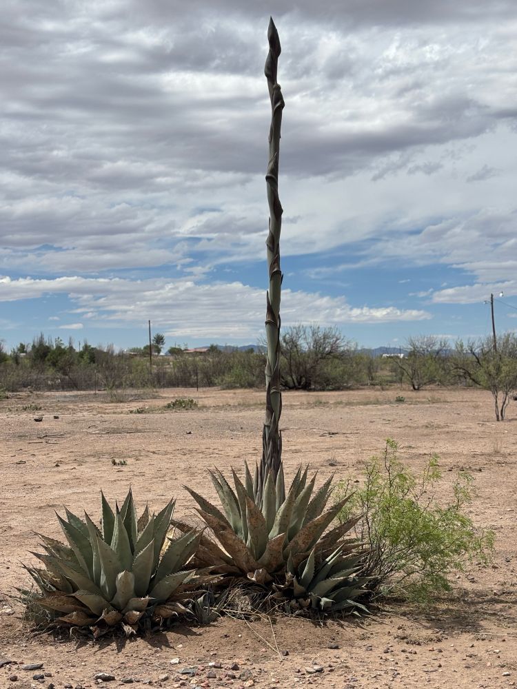 Agave shoot with mountains and cloudy blue sky in background.