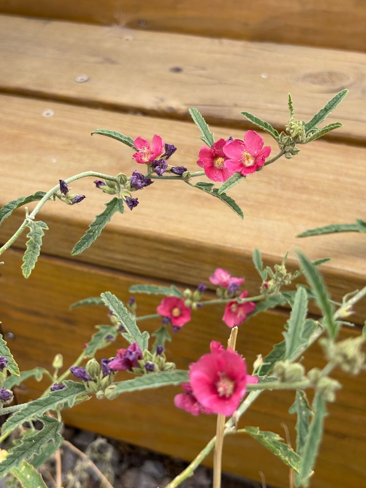 Red blooms on green stalks.