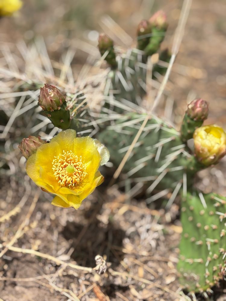 Cactus with yellow bloom.