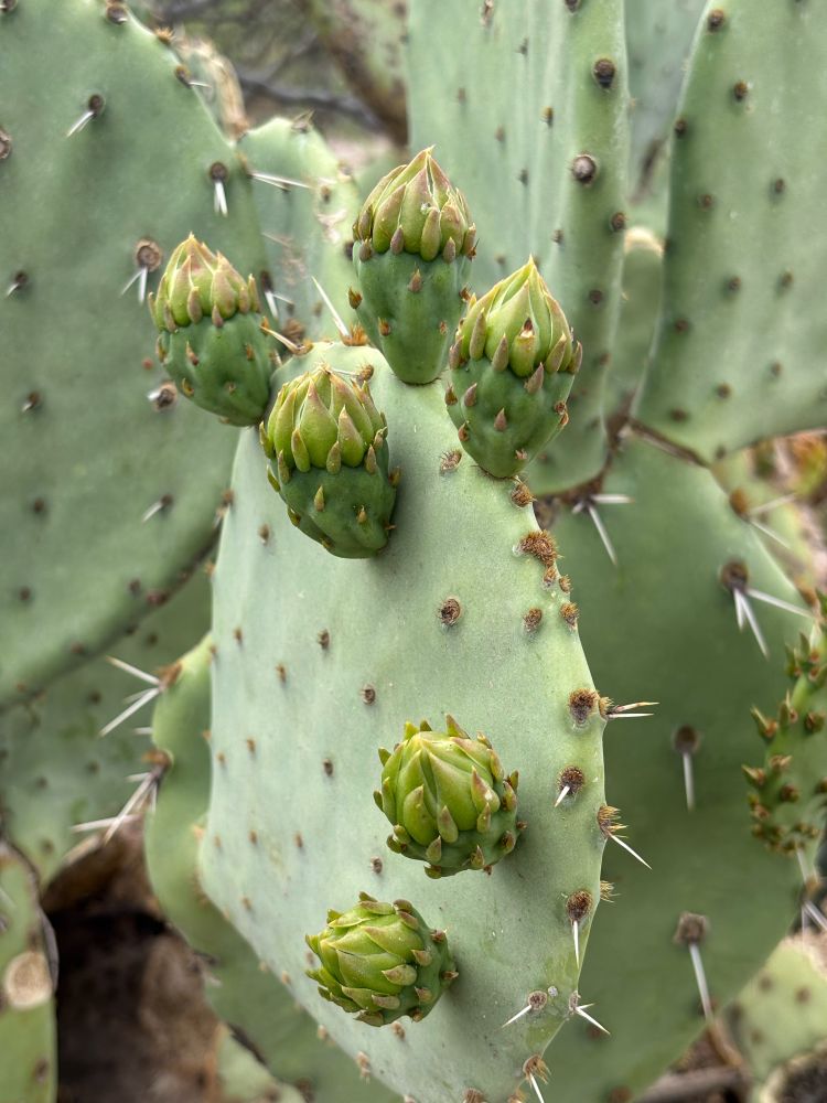 Blooms on cactus paddle.