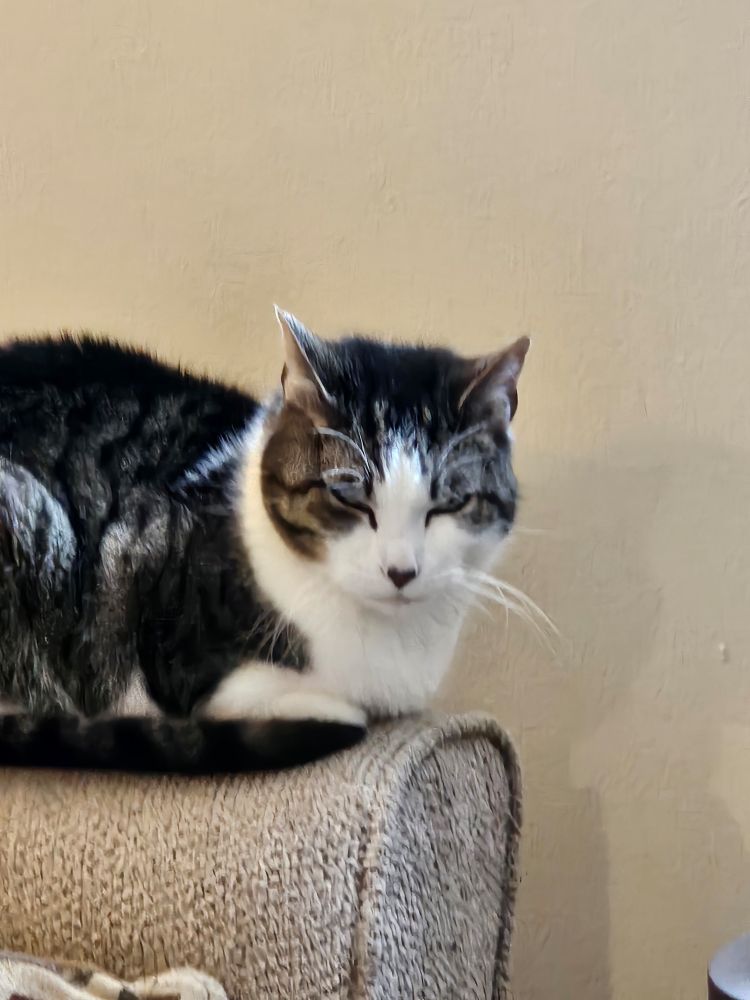 A grey and white tabby cat squinting 