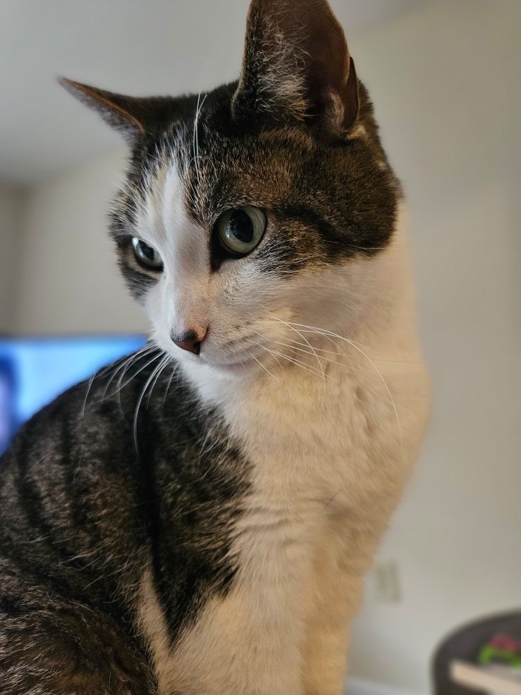 A portrait photo of a grey and white cat 