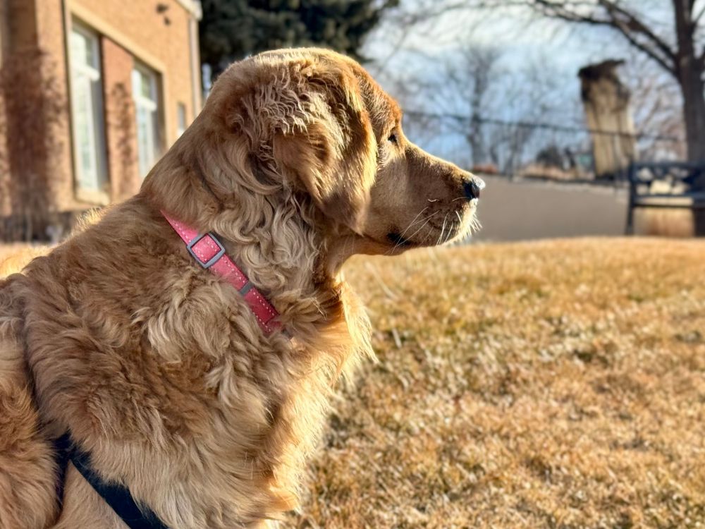 Profile photo of a golden retriever dog outside. 