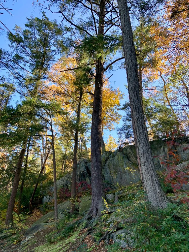 Photograph looking upward at a rocky hillside. Trees growing on the hillside catch the sunlight in yellow leaves.