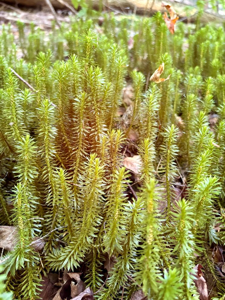 Up-close photograph of a thicket of clubmoss growing on the forest floor.