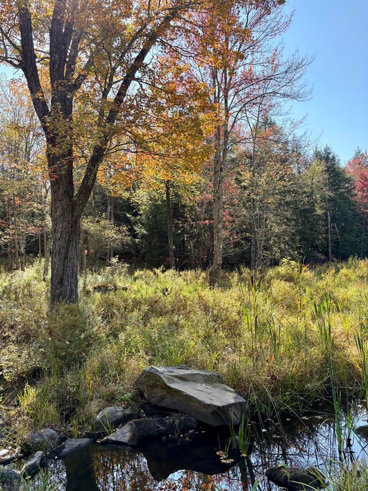 Photograph of a sunny wetland area. Water and grassy open space fill the foreground. Autumnal trees form the middle ground under blue sky.