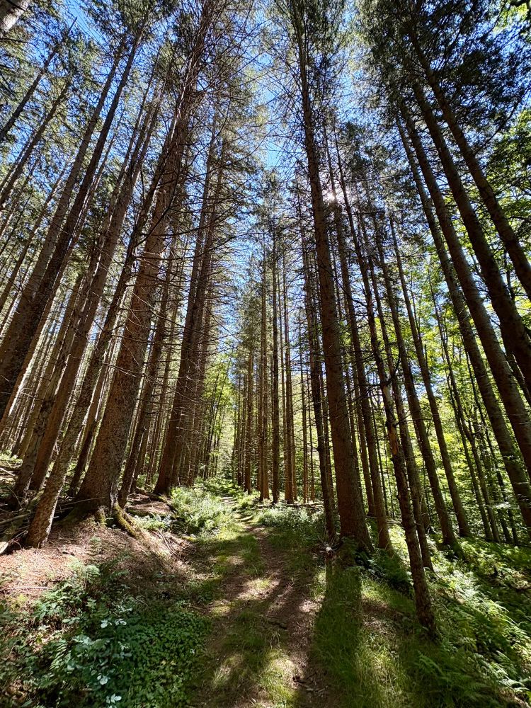 Wide-angle photograph looking uphill into a row-planting of conifers. A footpath climbs the remnants of an old road through the woods. Sun casts sharp shadows.