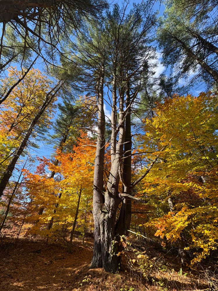 Wide-angle photograph looking toward a mixed forest canopy. A white pine rises in the center. Bright yellow and orange beech trees catch the sunlight on either side.