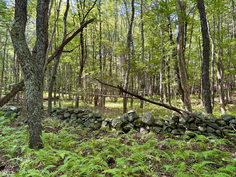 Photograph of a ferny forest floor divided by an old fieldstone wall.