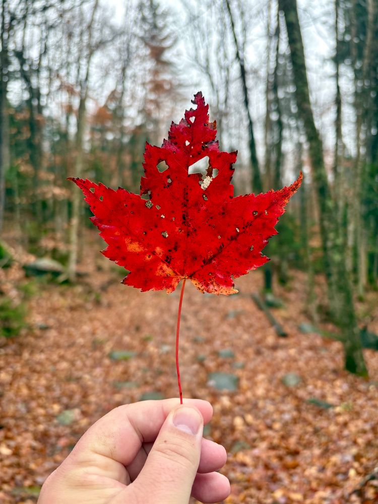 Photograph of my hand holding up a vivid red maple leaf. A wide, rocky trail splits the forest, out of focus in the background.