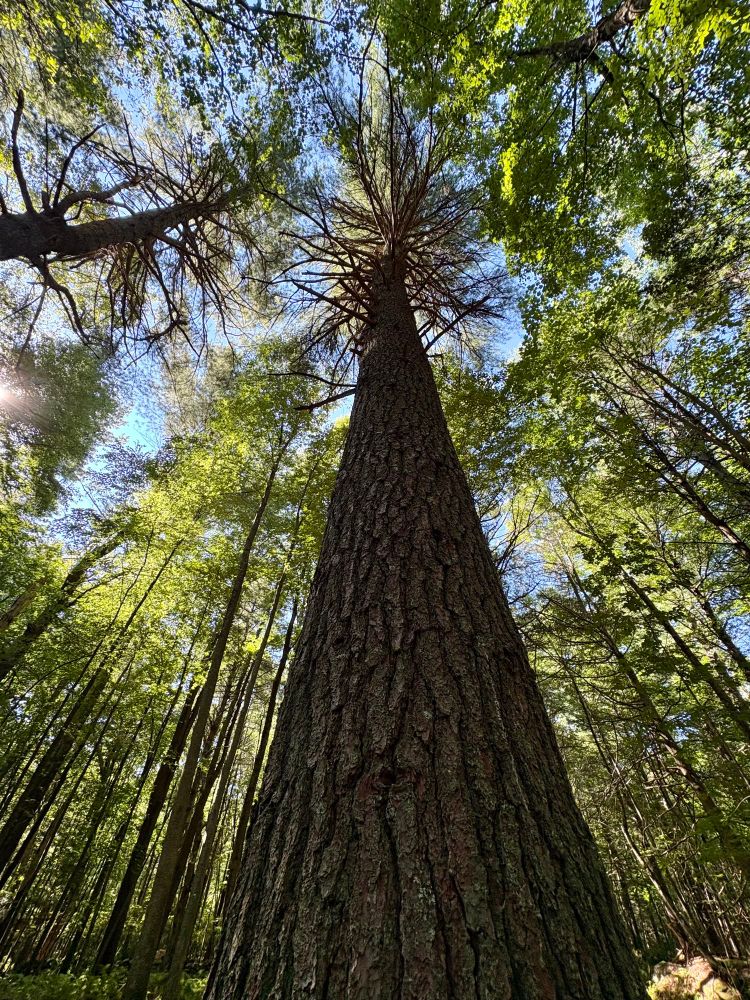 Photograph looking up the trunk of a large conifer tree in the woods.