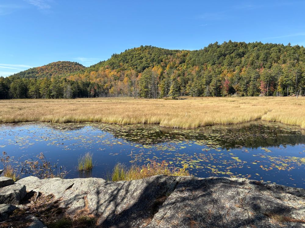 Landscape photograph of an Adirondack pond and grassy wetland beneath a forested hillside under blue sky. A ledge of rock forms the shore in the foreground.