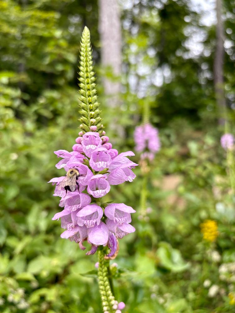 Photograph of the flowers of the obedient plant. Pinkish flowers grow from a central stalk, with bead-like fruiting bodies from earlier in the season regimented above them. A bee investigates one flower.