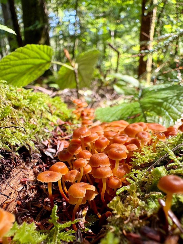 Photograph of a cluster of tiny brown mushrooms, possibly pinewood gingertails, growing together on a moss-covered log.