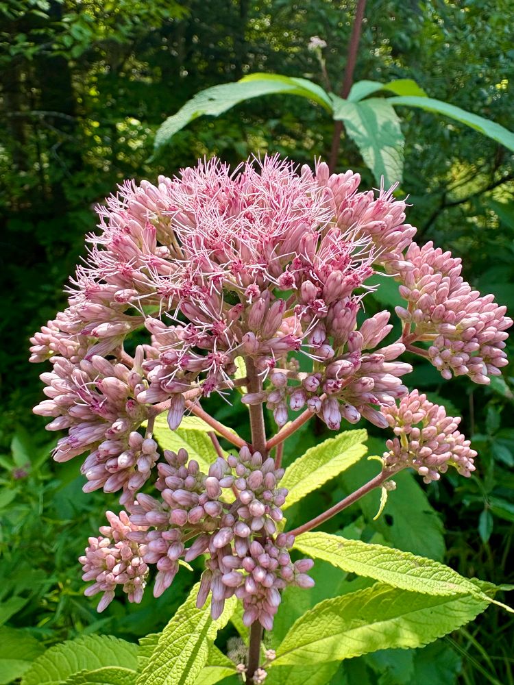 Photograph of the pinkish flowers of Joe-Pye weed.