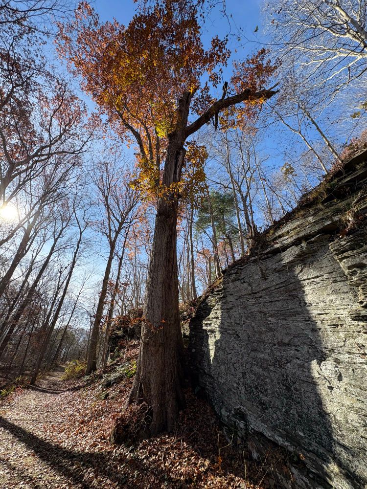 Wide-angle photograph looking up a big oak tree growing beside a cliff face. An old road climbs a wooded hill beside the cliff and tree.