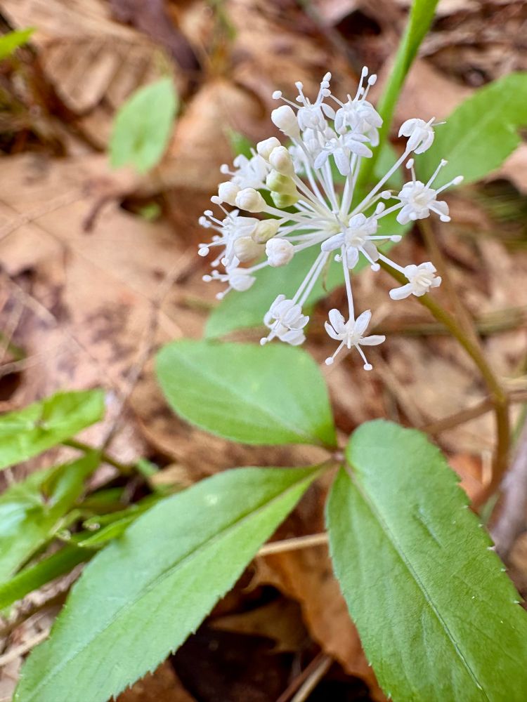 Photograph of a dwarf ginseng flower, a white firework-shaped bundle of flowers bursting from oval green leaves on the forest floor.