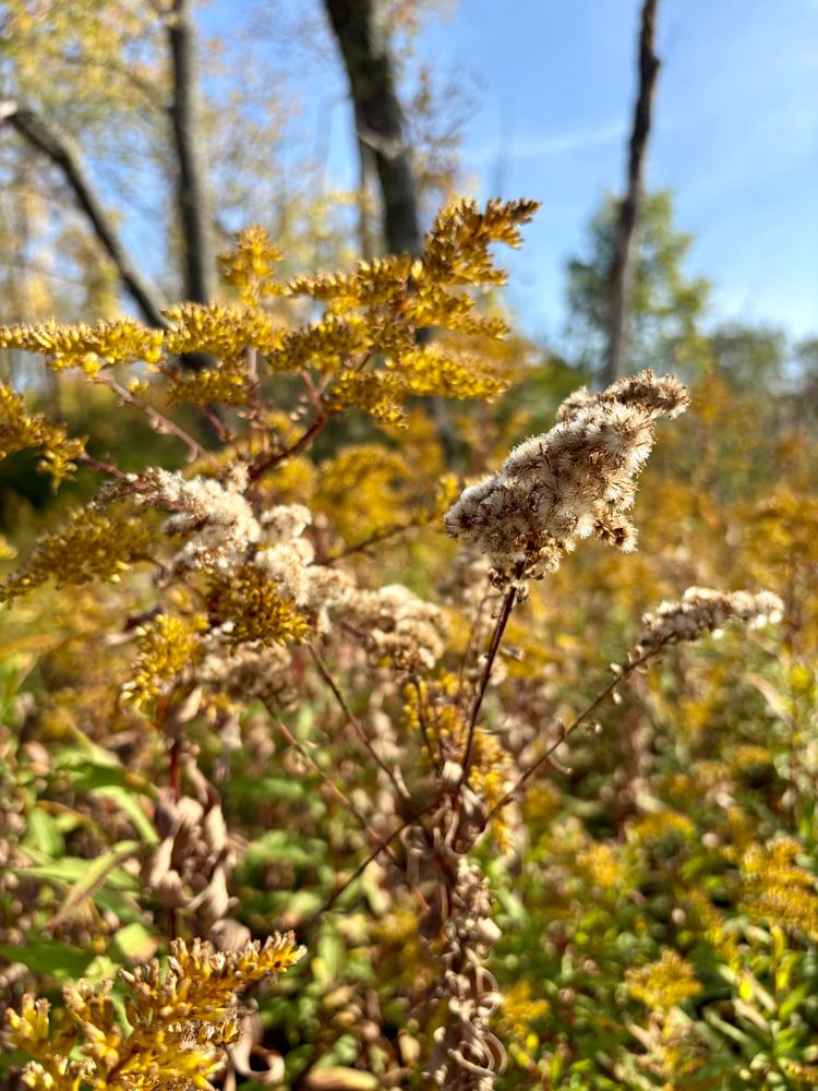 Up-close photograph of a fluffy goldenrod seed head, with yellow goldenrod fields out of focus behind it. Trees rise in the background.