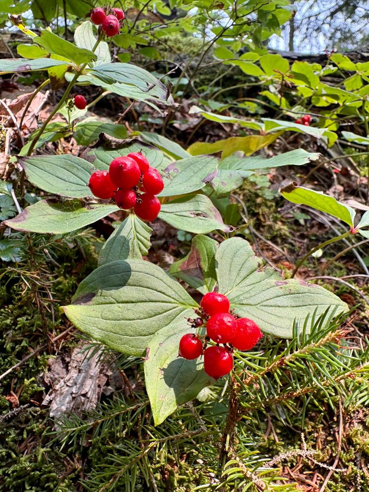 Photograph of several fruiting plants of Canadian bunchberry.
