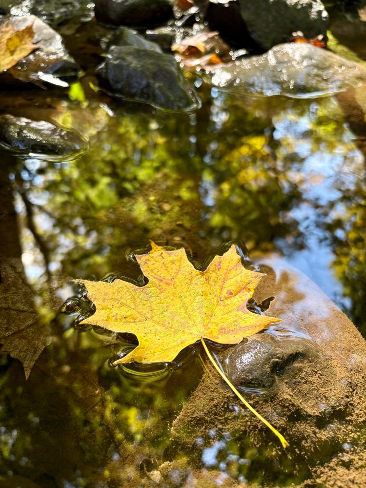 Photograph of a yellow maple leaf floating in still water. Forest reflects on its surface.