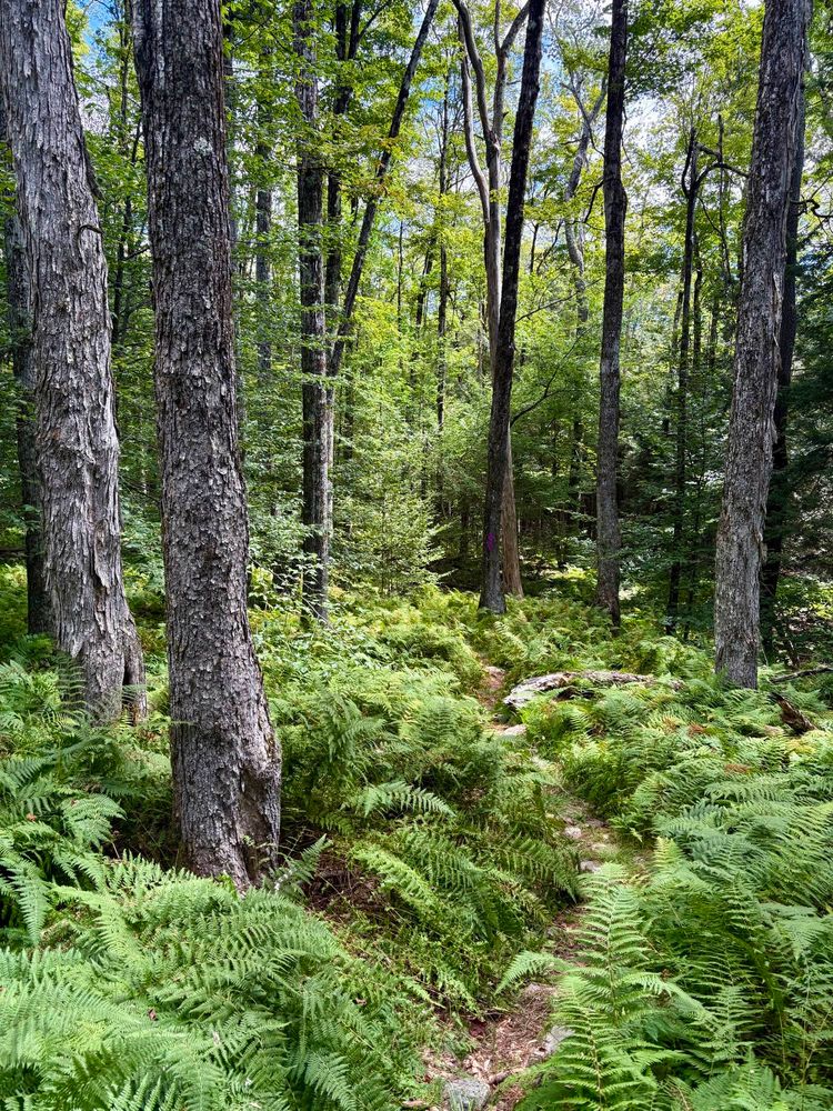 Photograph of a trail through forest, partially overgrown by ferns.