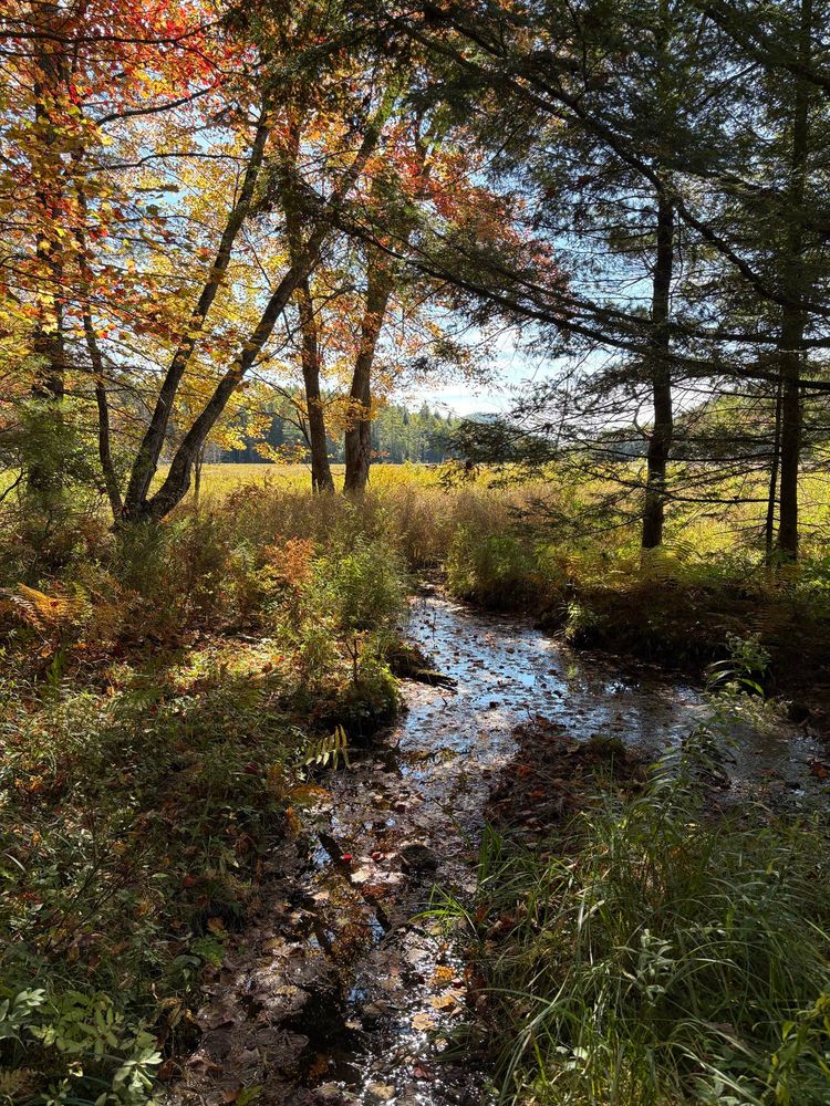Photograph of a small stream flowing through a screen of trees toward the grassy wetlands beyond. Some of the trees have turned with autumn, with yellow and orange leaves.