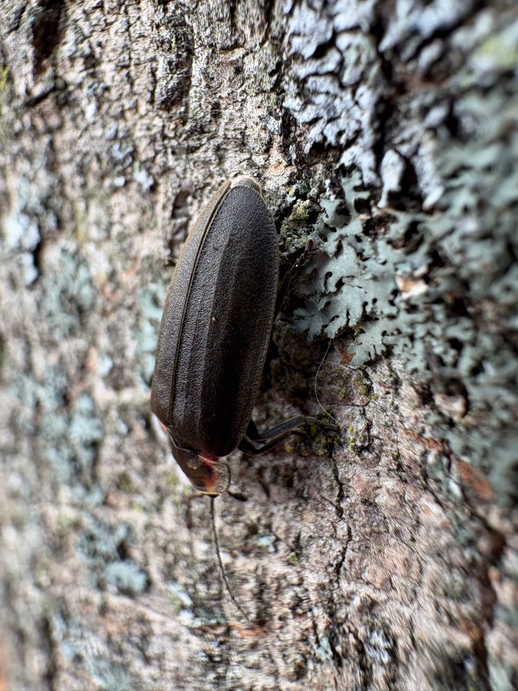 Up-close photograph of a beetle (called winter firefly) crawling on a lichen-spotted tree trunk.