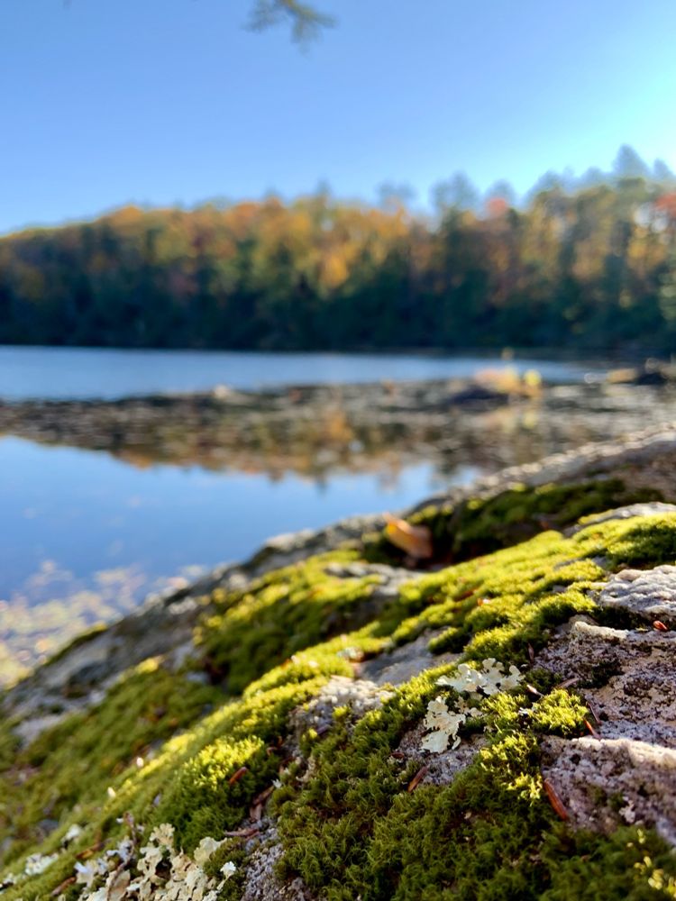 Photograph of a mossy rock in the foreground, with a small lake and a forested hill in the background.