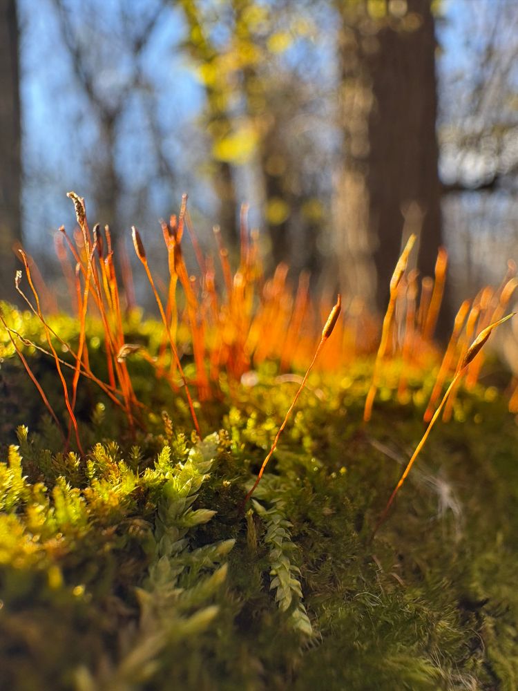 Up-close photograph of green moss growing on a fallen log in the woods. Upright reddish threads elevate the moss’s spore-producing bodies, or sporophytes.