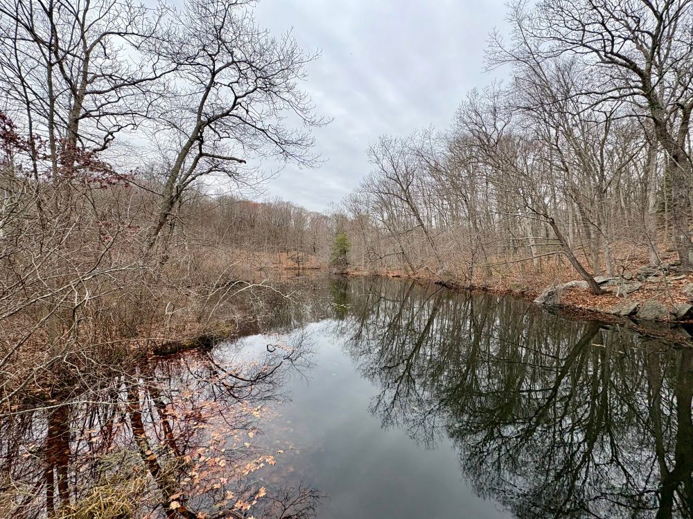 Photograph of a pond in the woods reflecting bare trees and gray sky.