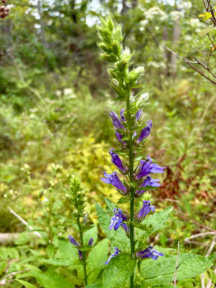 Photograph of a great blue lobelia plant. Purplish blue flowers grow from its vertical stalk.