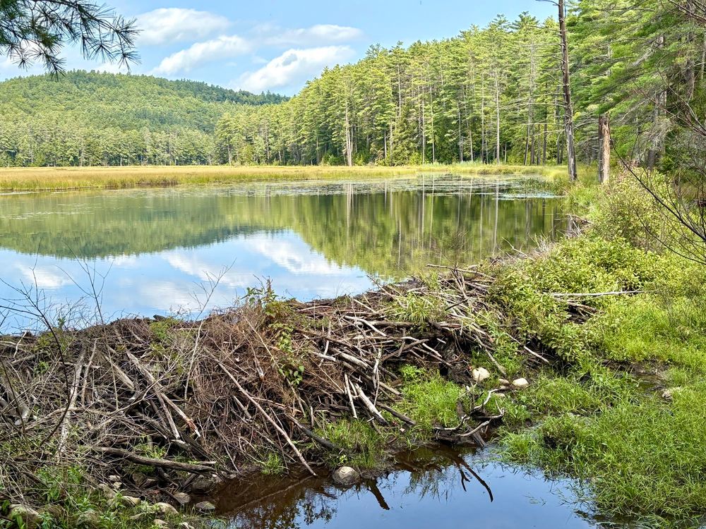 Photograph of a long beaver dam holding back a serene pond. Forest on its banks and hills beyond reflect in the still surface.