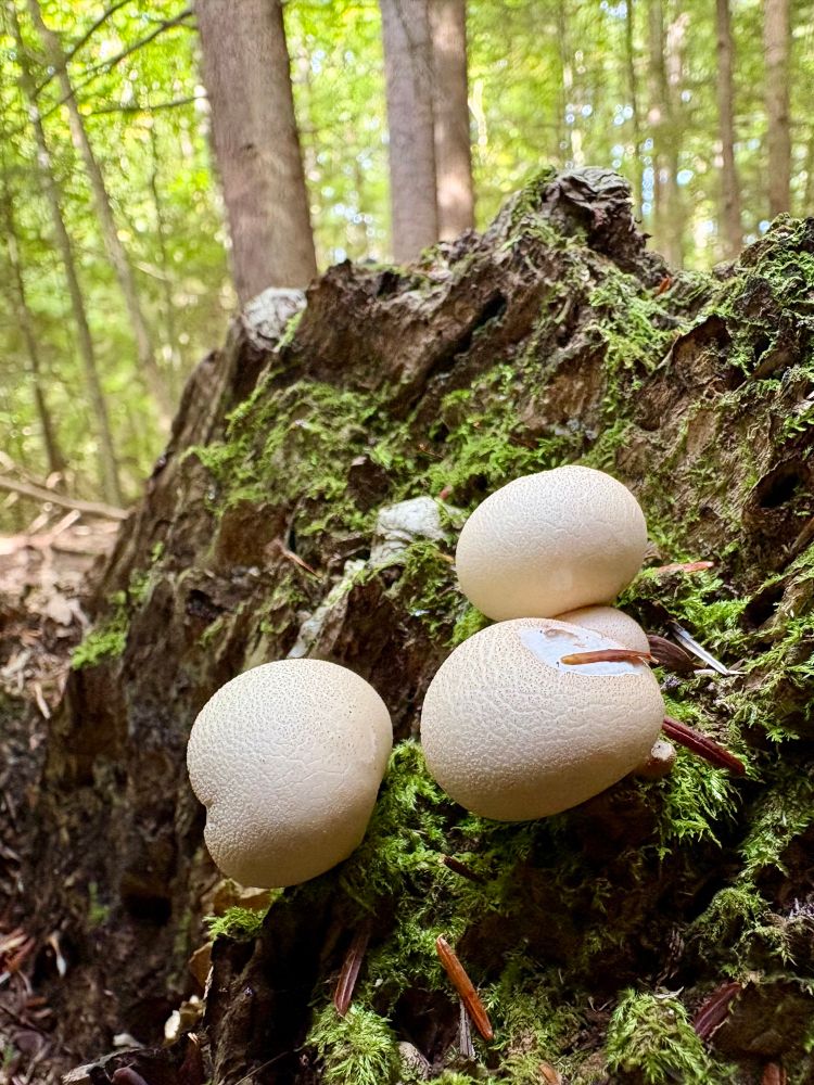 Photograph of a small clump small puffball mushrooms growing on a mossy stump in the forest.