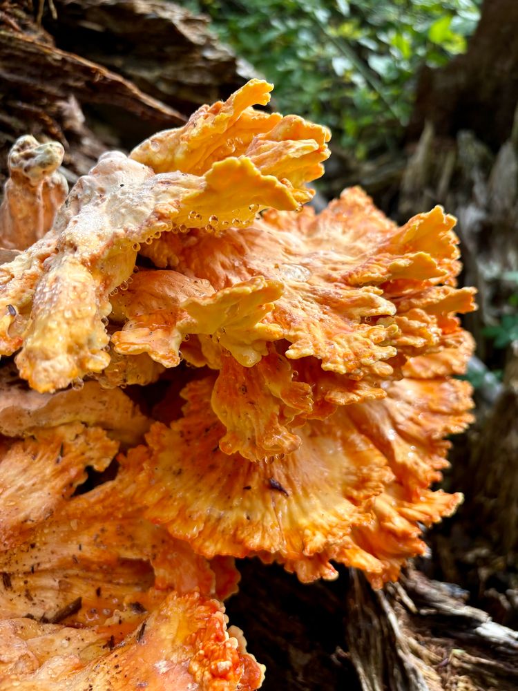 Photograph of a cluster of orange chicken-of-the-woods mushrooms growing from an old log. Dew drops hang from shelves of fungus.