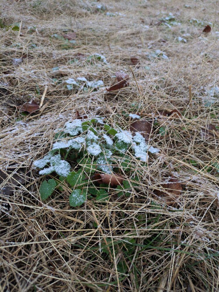Hay with a small batch of clover and about 10 actual flakes of snow on it