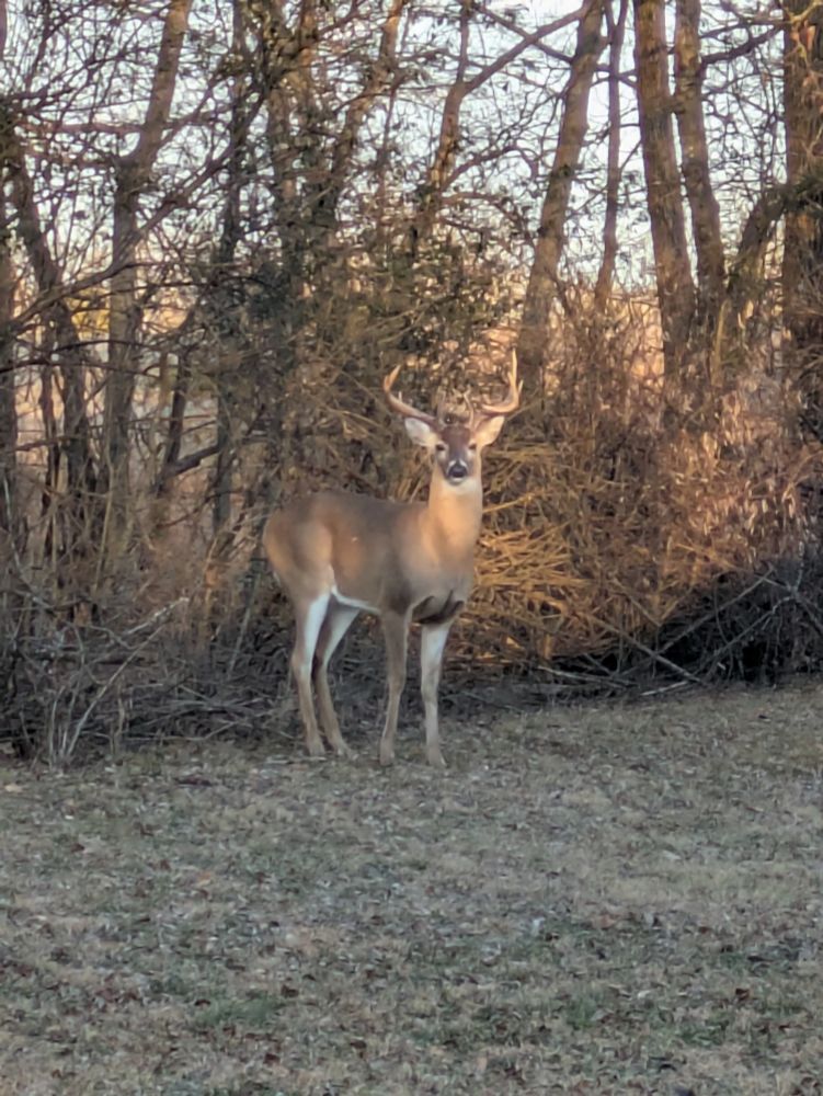 Sunset image of a multi point Buck very close to my house