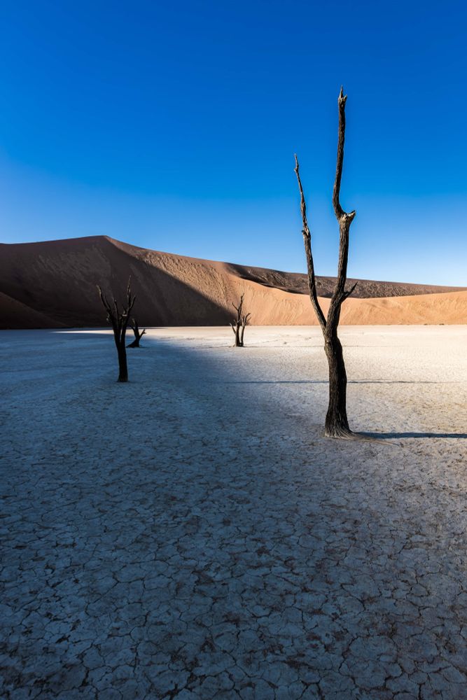 Vertrocknete, schwarze Baumgerippe stehen auf einem ausgetrockneten, rissigen Lehmboden in einer weiten Wüstenlandschaft. Im Hintergrund ragen hohe, orangefarbene Sanddünen auf, über denen ein klarer, tiefblauer Himmel liegt. Scharfe Licht- und Schattenflächen teilen den Boden und verstärken den kontrastreichen Eindruck der Szene.