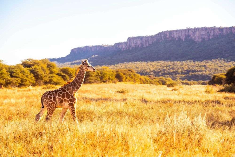 Junge Giraffe schreitet durch die golden glänzende Savanne. Dahinter Buschland. Dahinter ein Tafelberg / Felsplateau (Waterberg)