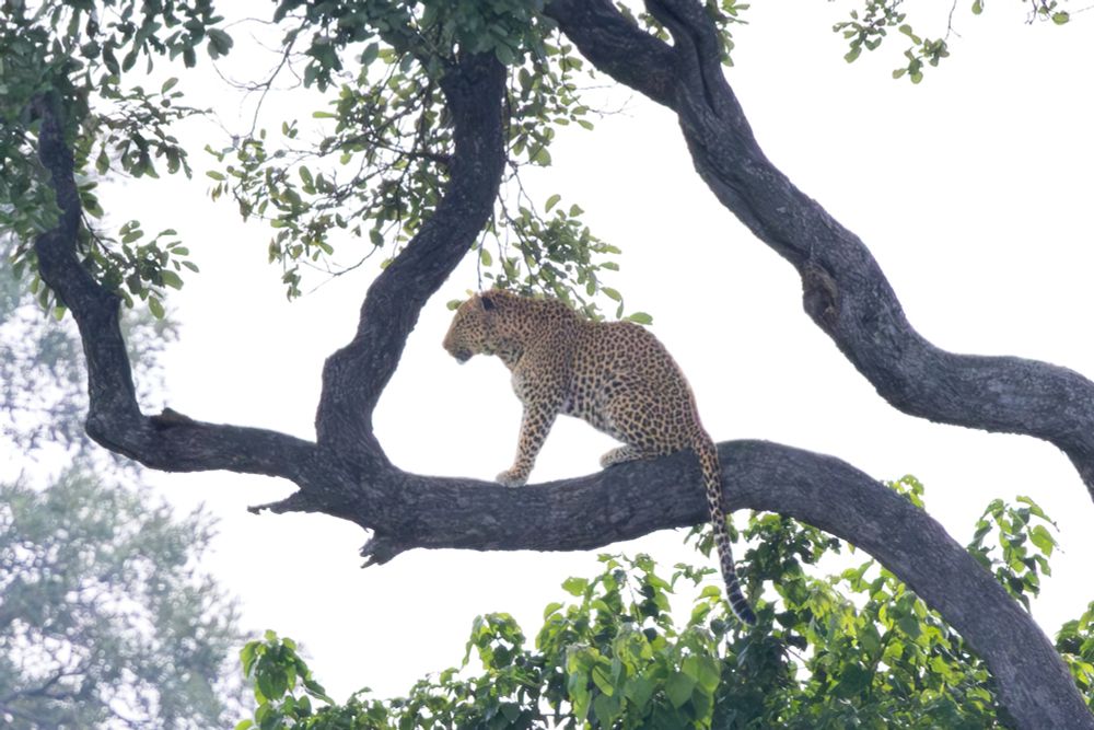 Ein Leopard sitzt auf einem dicken Ast eines hohen Baumes, umgeben von grünen Blättern. Das Tier blickt aufmerksam in die Ferne, während helles Tageslicht die Szene ausleuchtet.