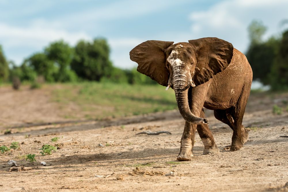 Ein afrikanischer Elefant läuft über eine trockene, sandige Ebene mit vereinzelten grünen Pflanzen. Im Hintergrund sind unscharf grüne Büsche und Bäume unter blauem Himmel zu sehen.